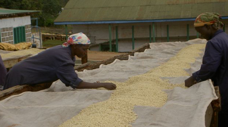 women sorting coffee beans in ethiopia