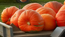 Pumpkin Close Up