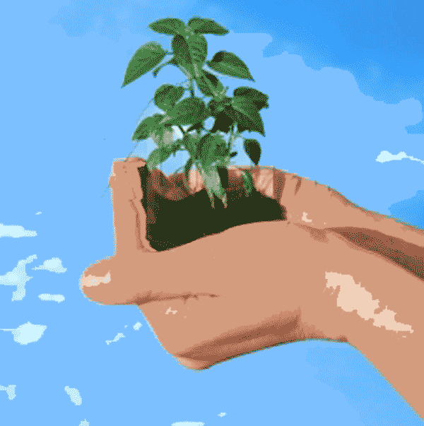 Plant