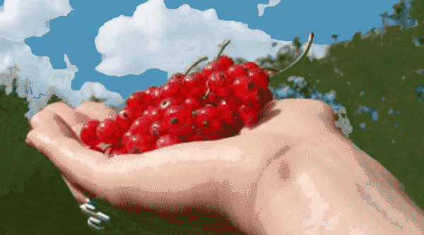 Red Currants