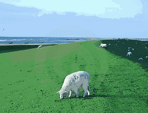 Sheep Beside Sea