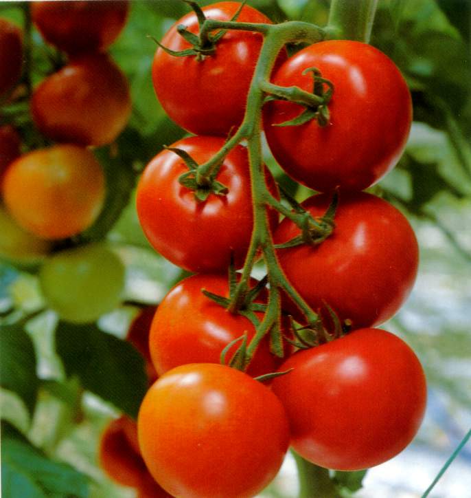 tomatoes.