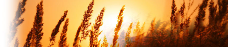 Wheat Header and Contact Button