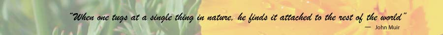 when one tugs at a single thing in nature he finds it attached to the rest of the world John Muir