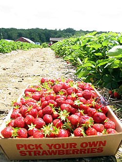 pick your own strawberries