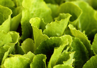 Lettuce