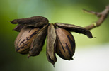 Pecan
