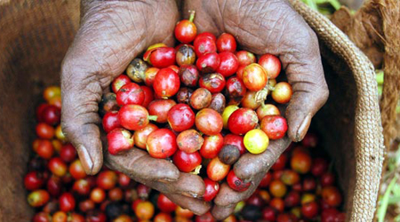 handheld coffee berries