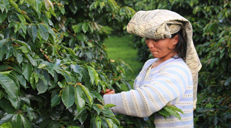 sumatran coffee picker