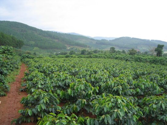 Coffee Plantation