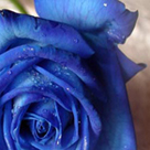 blue rose