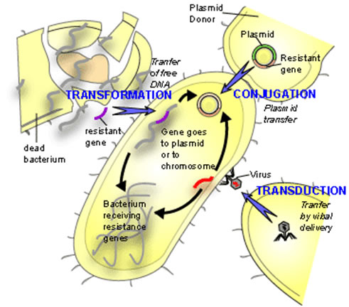 Horinzontal Gene Transfer