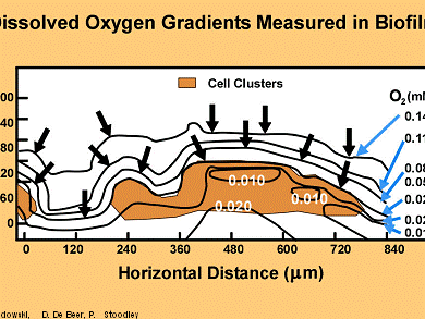 oxygen biofilm dissolved biofilms gradients living measured figure