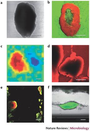 Physiological Heterogeneity in Biofilms