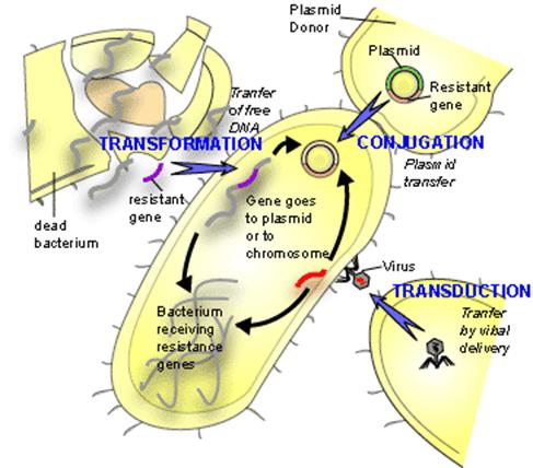 Horizontal gene transfer