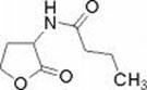 N-butyrylhomoserine