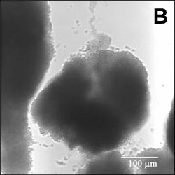 Biofilm Lifecycle