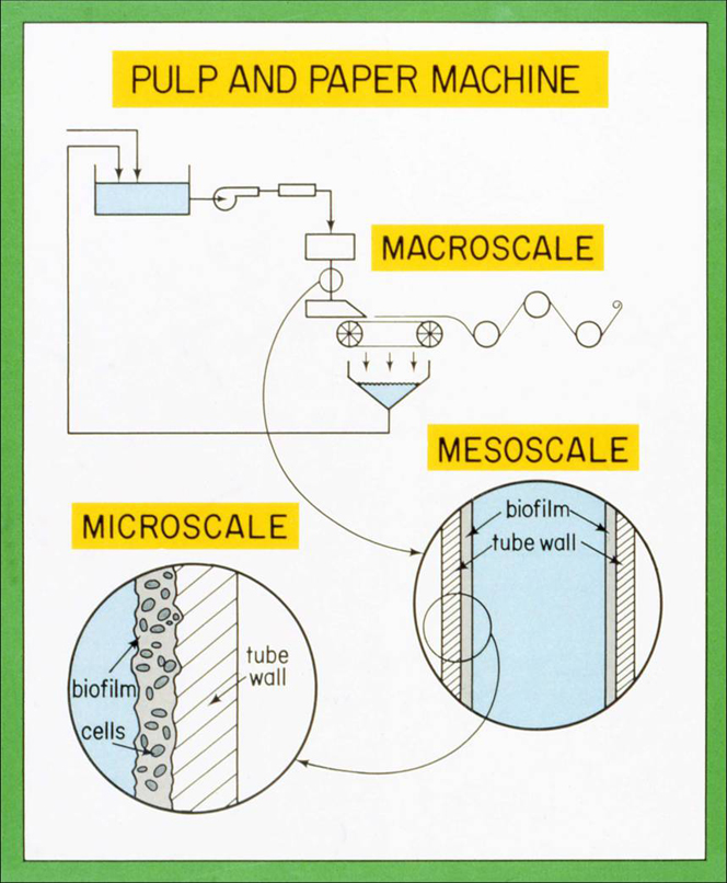 Scales of observation 