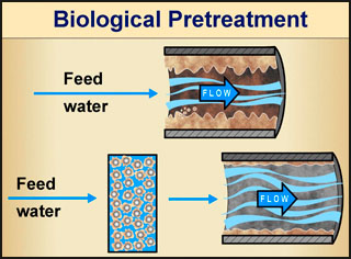 Biofilm Lifecycle