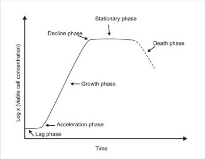 Figure 2. Curva de crescimento típica para um sistema batch 