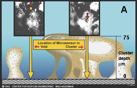 Location of Microsensor in Void and Cluster