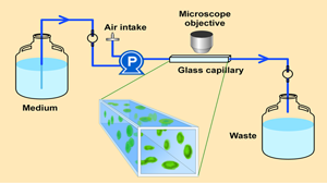 Glass capillary biofilm reactor