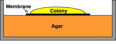 Illustration of colony biofilm