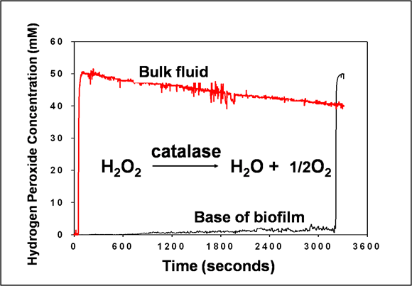 H202 fails to Penetrate WT Biofilm