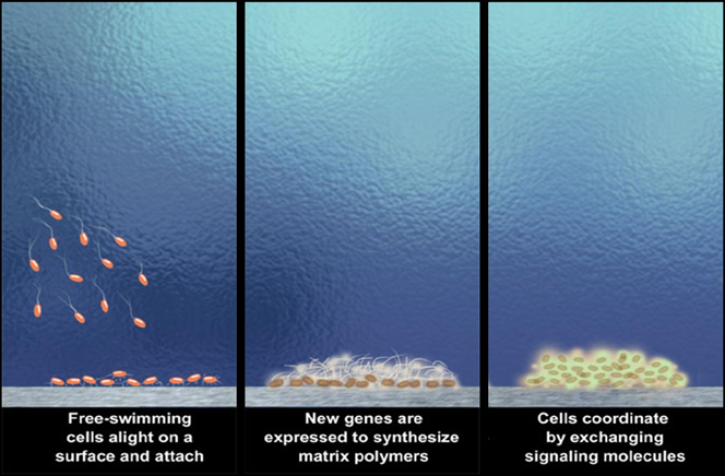 Biofilm Processes