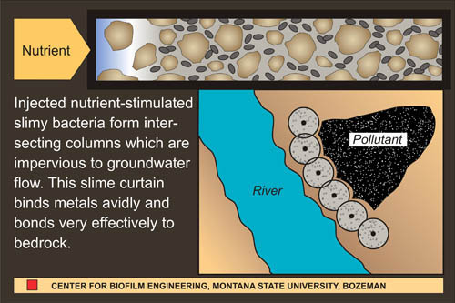 Figure 1. Use of a  biobarrier to reduce ground water flow