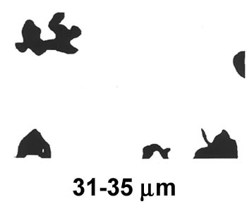 Biofilm Lifecycle