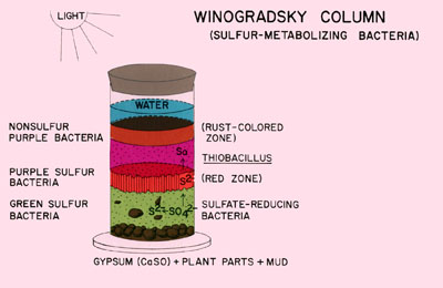  Figure 6. A great variety of heterotrophs also can be found in these columns including obligate anaerobes such as clostridia and methanogenic bacteria.
