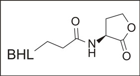 Acyl Homoserine Lactone