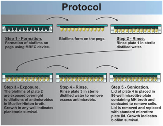 Antibiotic Plate Diagram