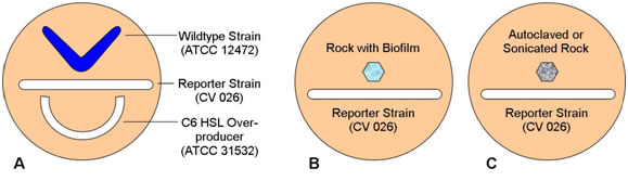 Streak Diagram