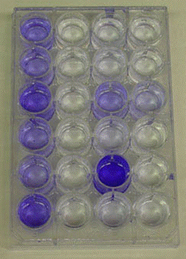 24 well microtitre plate